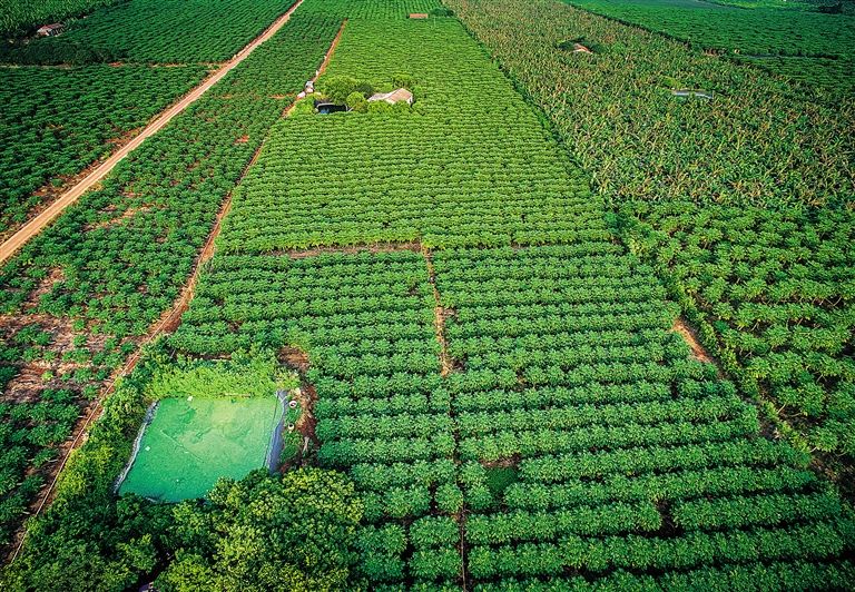 上市公司在海南丨龍洲股份海南全資子公司欲尋求熱帶農林產品、大旅游等項目投資機會