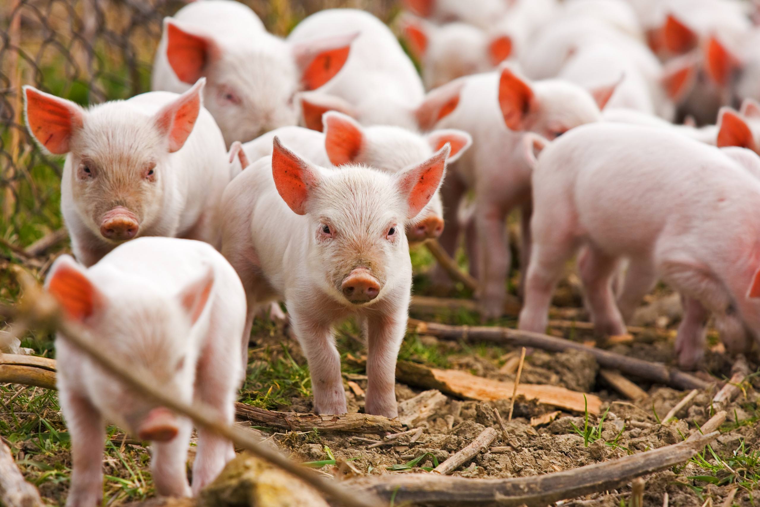 海南一季度生豬產能持續釋放 全省豬養殖相關企業1901家