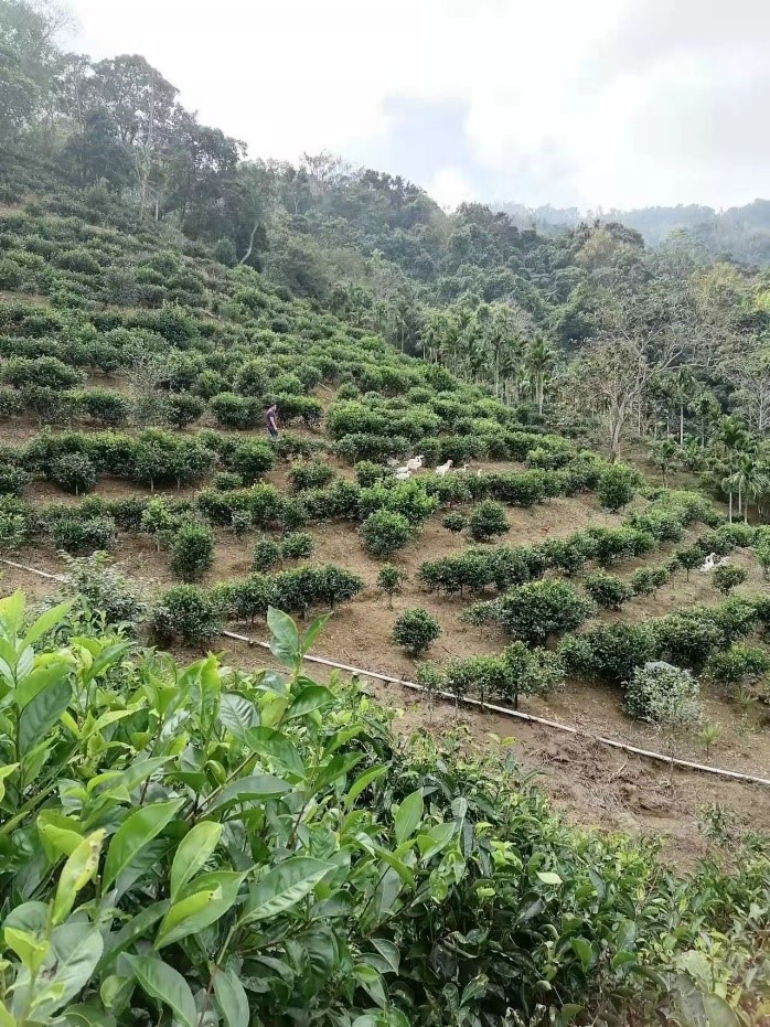 走進海南熱帶雨林國家公園丨水滿鄉毛納村：茶旅結合，讓生態發展理念在五指山麓開花結果