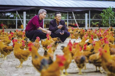 海南文昌鸡去年年产值约120亿元，平均每天售出30万只