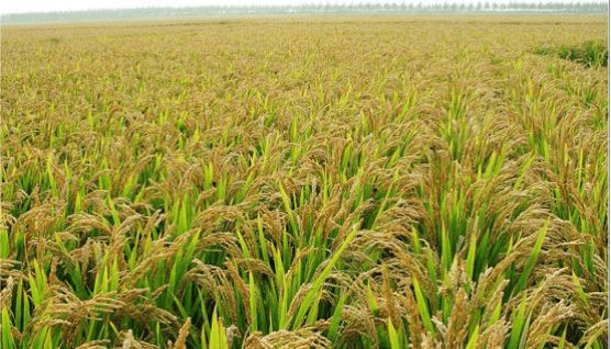 海知所聯合中科荃銀打造水稻品種基因型評估交易體系 探索水稻品種市場化定價和交易機制